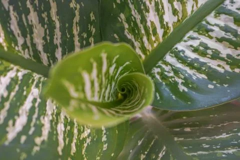 A diphenbachy leaf that develops out of the circle Stock Photos