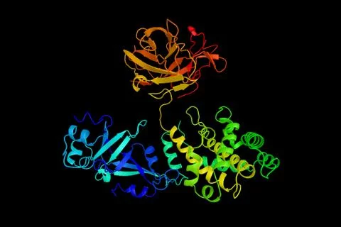Diphtheria toxin and heparin-binding epidermal growth factor. Diphtheria to.. Illustration