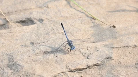 Diplacodes trivialis. Stock Footage 289863952