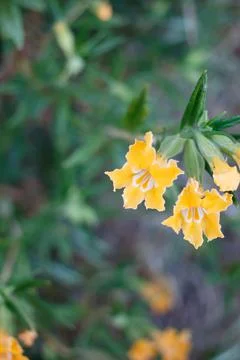 DIPLACUS LONGIFLORUS BLOOM Stock Photos