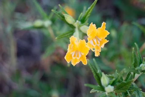 DIPLACUS LONGIFLORUS BLOOM Stock Photos