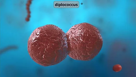 Diplococcus Bacteria Stock Footage 305164924