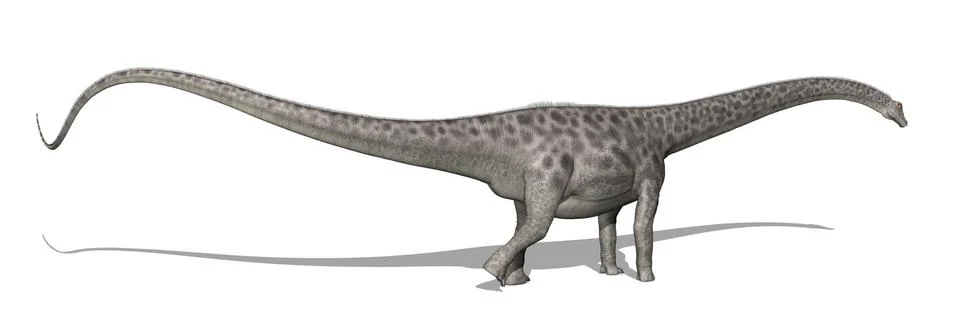 Diplodocus Dinosaur Stock Illustration