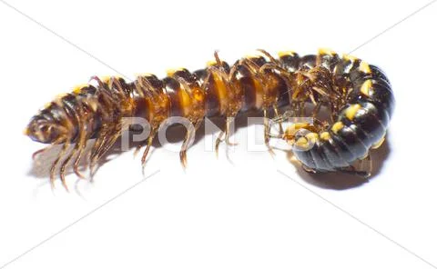 Diplopod Stock Photos