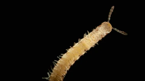 Diplopoda Millipede under the microscope Stock Footage 112579022