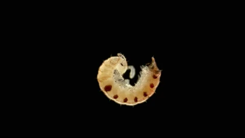 Diplopoda Millipede under the microscope Stock Footage 112579833