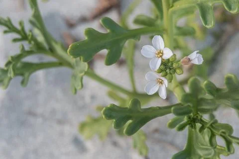 Diplotaxis erucoides white wallrocket plant close up outdoor Stock Photos