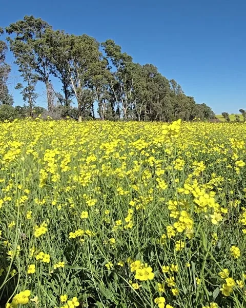 Diplotaxis tenuifolia field blooming under blue sky with trees in backgroun.. Stock Footage 308418539