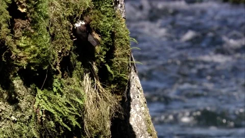 Dipper approaching nest Stock Footage 246852434