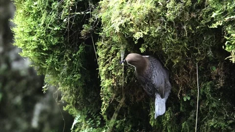 Dipper building a nest Stock Footage 249069009