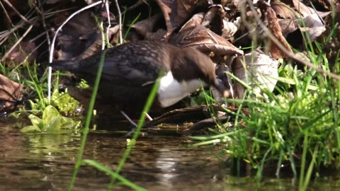 Dipper catches prey at the stream Stock Footage 249069141