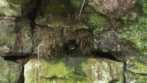 Dipper (Cinclus cinclus) appears at nest entrance and flies off Stock Footage 204724189