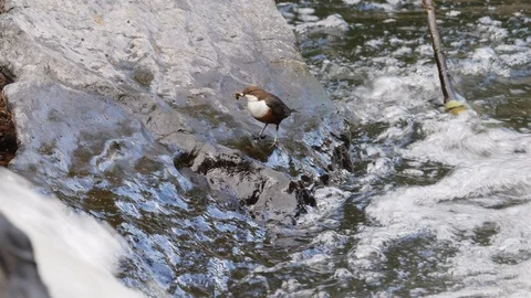 Dipper Cinclus cinclus approaching nest site carrying beak full of grubs Stock Footage 98914799