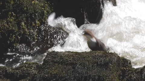 Dipper Cinclus cinclus approaching nest site with dry grass for nest building Video stock 98917301