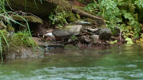 Dipper (Cinclus cinclus) breaking open caddisfly lavae case Stock Footage 147051692