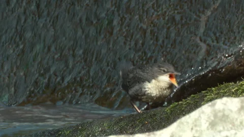 Dipper (Cinclus cinclus) chick being feed by parent Vidéo 147126107