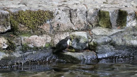 Dipper (Cinclus Cinclus) Feeding its Fledgling, Teesdale, England Stock Footage 312607192