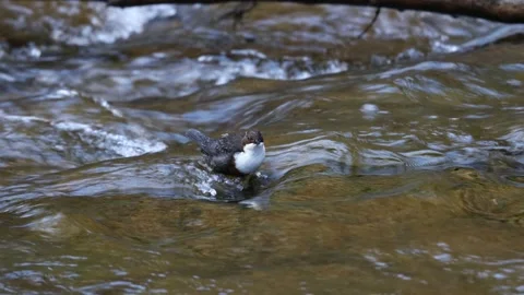 Dipper (Cinclus cinclus) Feeding in a stream, North Pennines, UK Stock Footage 304275137