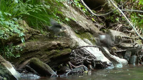 Dipper (Cinclus Cinclus) flies into to feed fledgling on bank Stock Footage 147138430