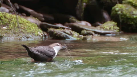 Dipper ( Cinclus cinclus ) flies from rock into river then feeds Stock Footage 170652799