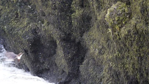 Dipper Cinclus cinclus flies through spray to nest on mossy rock Stock Footage 98898819