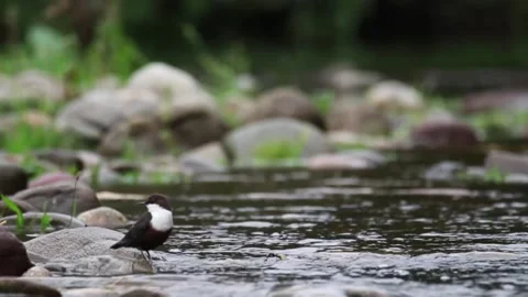 Dipper cinclus cinclus Video stock 145954565