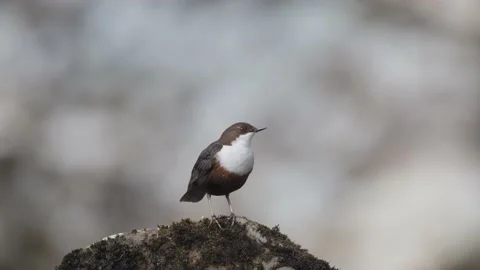 Dipper (Cinclus cinclus Stock Footage 172282110