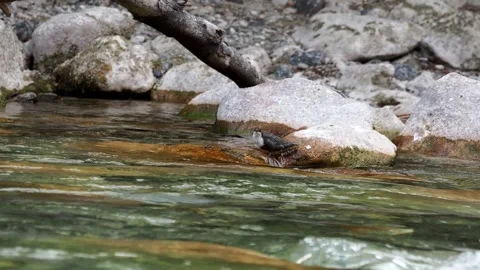 Dipper - Cinclus cinclus Stock Footage 281868536