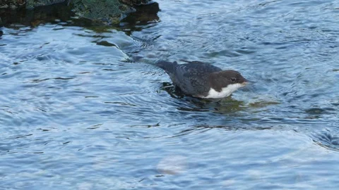 Dipper Cinclus cinclus foraging in shallow fast running stream Stock Footage 120371299