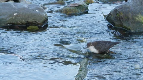 Dipper Cinclus cinclus foraging in shallow fast moving stream Stock Footage 120371367