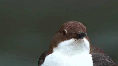 Dipper (Cinclus cinclus)  head and shoulders singing Stock Footage 146969573