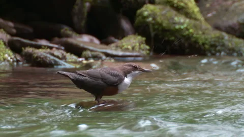 Dipper (Cinclus cinclus)  head under water searching for invertebrates. Stock Footage 147051592