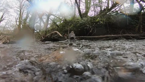 Dipper ( Cinclus cinclus)  low angle flight to nest off stone Stock Footage 165036663