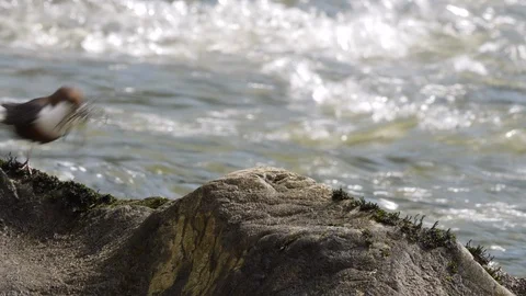 Dipper Cinclus cinclus moves into frame carrying dry grass Stock Footage 98907846