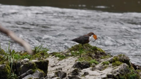 Dipper Cinclus cinclus moving over rocks with dead leaf in beak Stock-Footage 120358876
