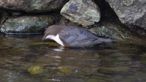 Dipper Cinclus cinclus moving upstream foraging Gwynedd Vídeos de archivo 120370873