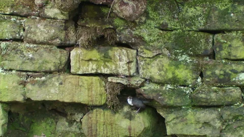 Dipper (Cinclus cinclus) pair at old nest site, one flies to new site Vidéo 204722589