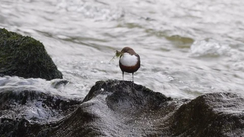 Dipper Cinclus cinclus perching on rock mid stream carrying moss  nest building Stock Footage 98907384