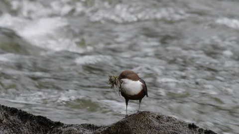 Dipper Cinclus cinclus perching on rock in river with beakful of moss Video stock 98907656