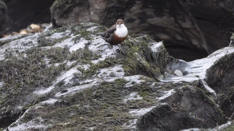 Dipper Cinclus cinclus perching on rock before flexing wings and flying Stock-Footage 108071865