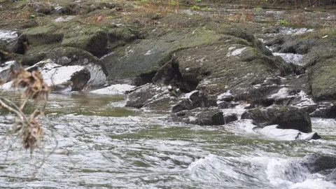 Dipper Cinclus cinclus perching on rocks as river rushes by Stock Footage 108071905