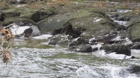 Dipper Cinclus cinclus perching on rocks in typical habitat zoom in Stock Footage 108071913