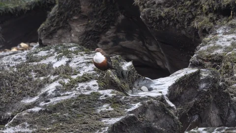 Dipper Cinclus cinclus perching on rocks singing as river rushes by Stock Footage 108071920