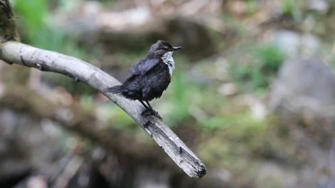 Dipper (Cinclus cinclus), Preening, North Pennines, England Video stock 309109929