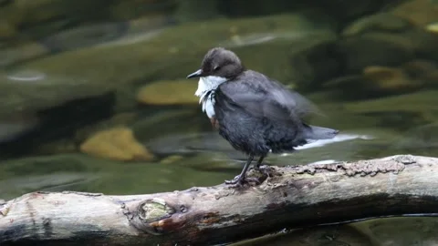 Dipper (Cinclus cinclus), Preening, North Pennines, England Stock Footage 309110997