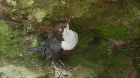 Dipper (Cinclus cinclus) on rocks with nest material in bill Stock Footage 204145655