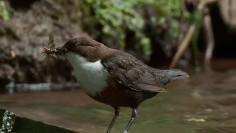 Dipper (Cinclus cinclus) on stone in stream with beak full of invertebrates Vidéo 147051177