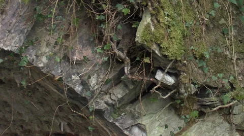 Dipper (Cinclus)  feedin young at nest in bridge Stock Footage 56373371