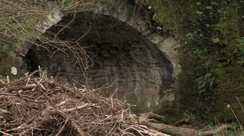 Dipper Cinclus) flies from branches to nest Stock Footage 56375427