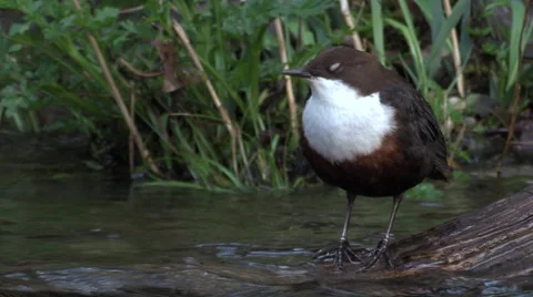 Dipper (Cinclus) standing on log in river dipping then flying off Stock Footage 56372641